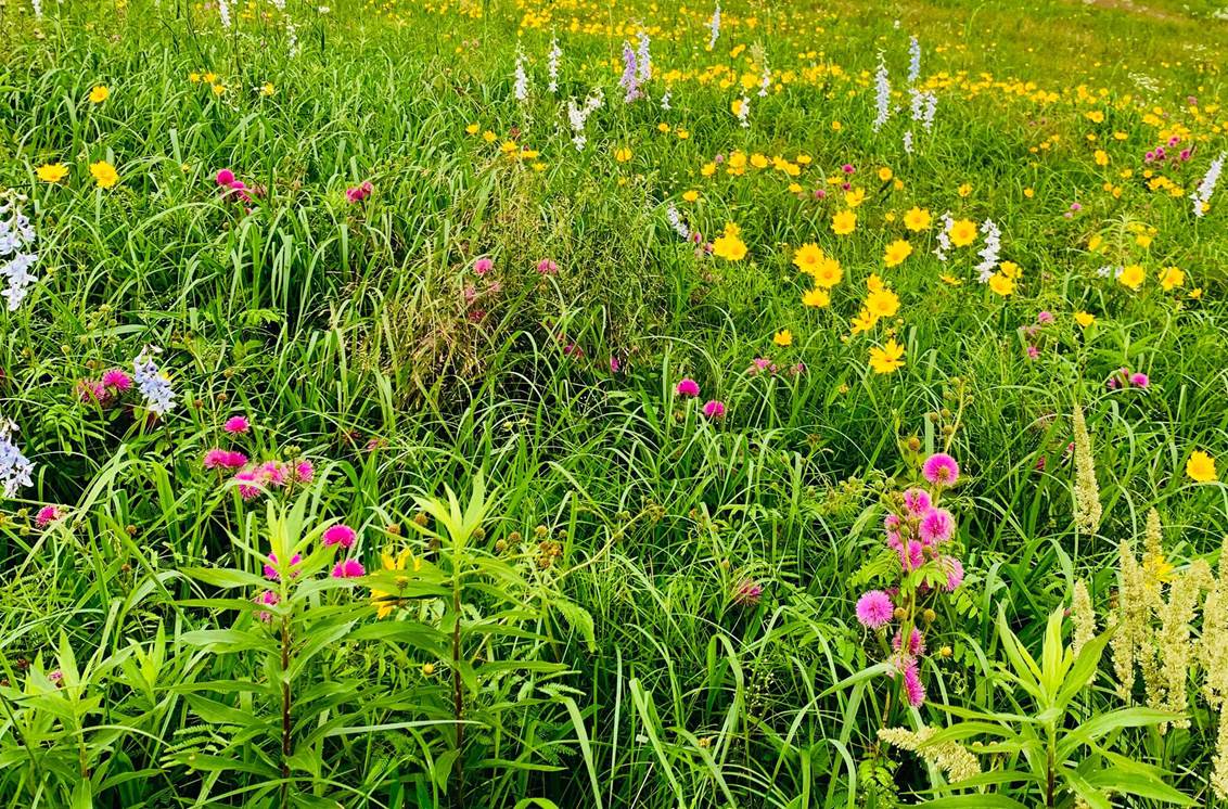 Creating Healthy Habitats for Pollinators